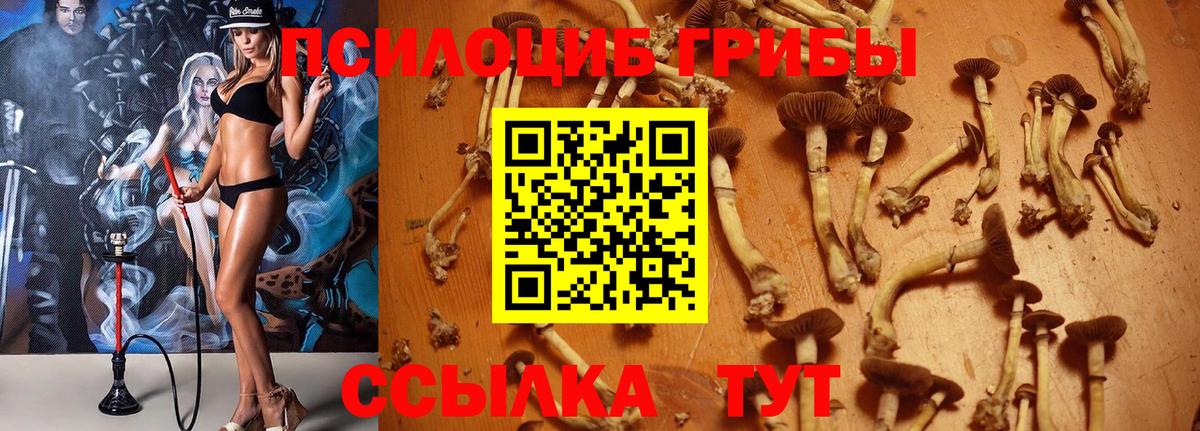 Бердск  даркнет сайт  Вход с VPN  Псилоцибиновые грибы Cubensis  Псилоцибиновые грибы Psilocybine cubensis 